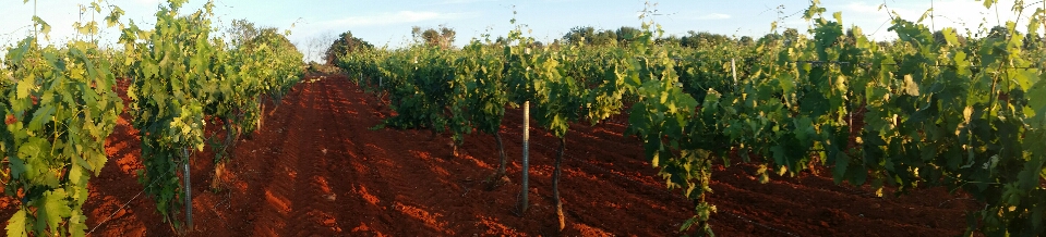 Escenario de la viticultura